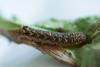 Peridroma saucia